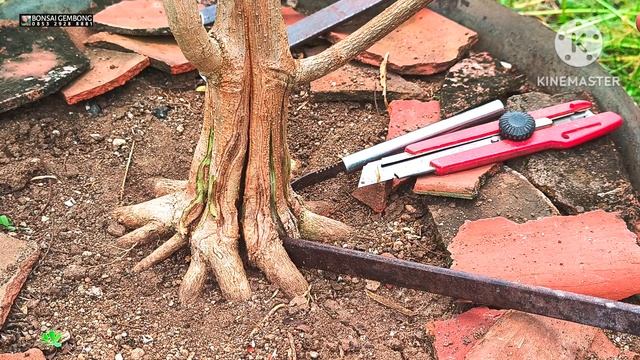 Pecah Batang Bahan Bonsai Sancang Tahap Tiga смотреть онлайн