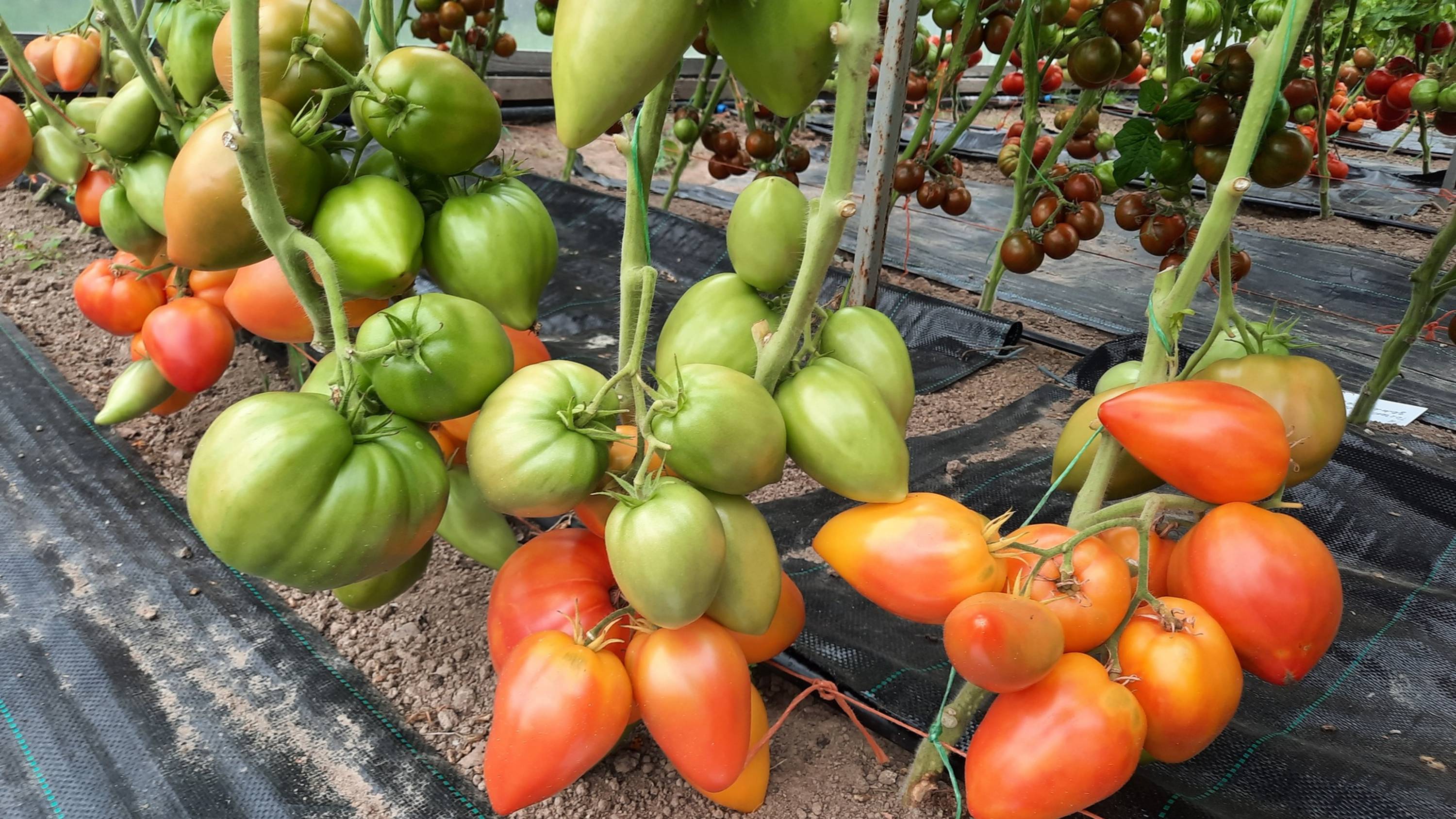 Проверенный сорт томатов - Гном Затонувший персик смотреть онлайн