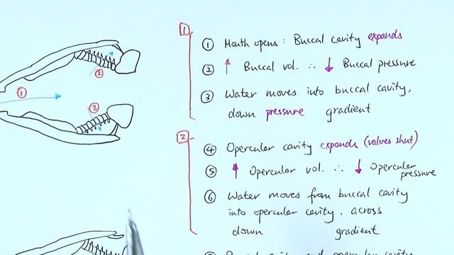 AS Biology - Breathing in bony fish (OCR A Chapter 7.4) смотреть онлайн