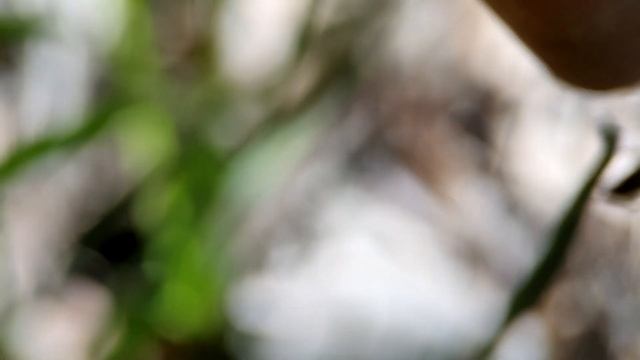 В поисках пауков (лес Сукко) смотреть онлайн