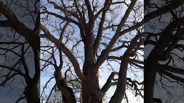 Дубы - ровесники Петра. смотреть онлайн