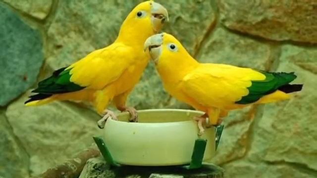 Топ 10 самых красивых попугаев смотреть онлайн