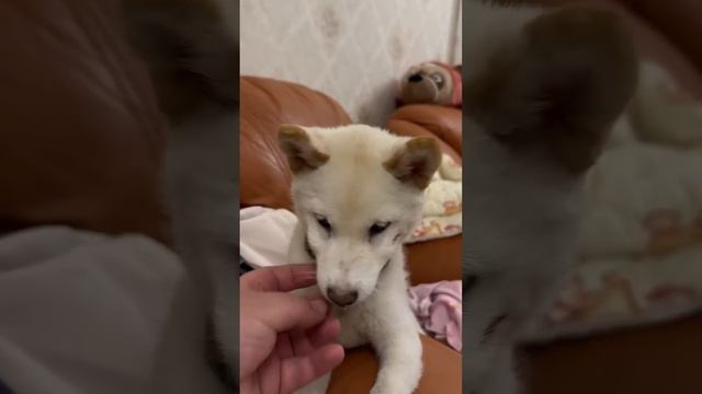 Тоби напал на Юки смотреть онлайн