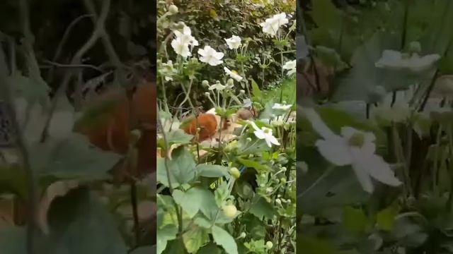 Куда-то спешат 😀 смотреть онлайн