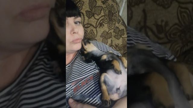 Мини той терьер. Нашей Тае 2 месяца. смотреть онлайн
