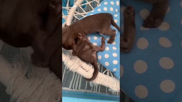 Тук тук сердце стучит смотреть онлайн