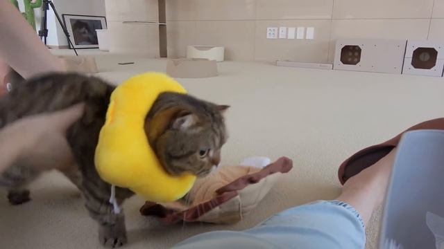 Villains In Danger! | Kittisaurus Villains