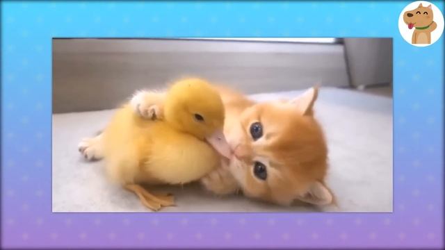 【2ch動物スレ】ネッコにカメラ装着して、庭で遊ばせる→衝撃の光景が広がるｗｗｗｗｗ смотреть онлайн