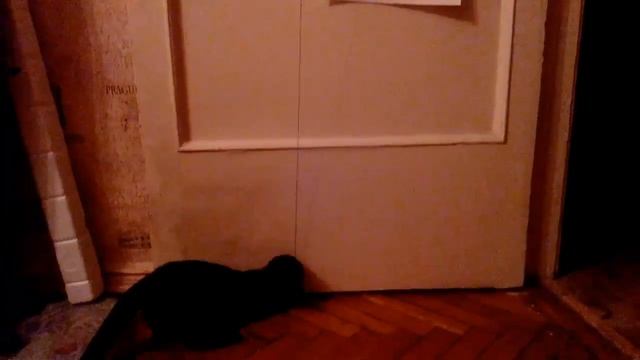 Мотя играет с новой игрушкой 😃 смотреть онлайн