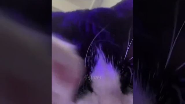 КОТИК УМЫВАЕТСЯ смотреть онлайн