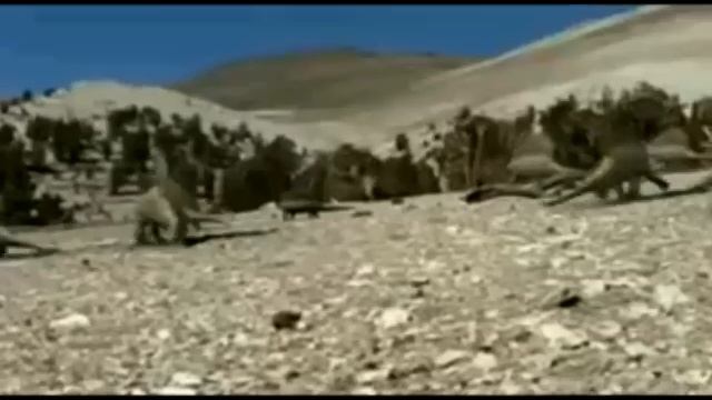 Dimetrodon Tribute смотреть онлайн