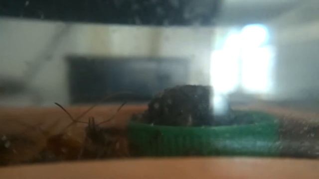 La vue des harpegnatos venator смотреть онлайн