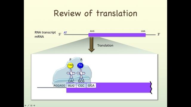 Unit 2 Lecture Gene Structure ORF CP edit смотреть онлайн