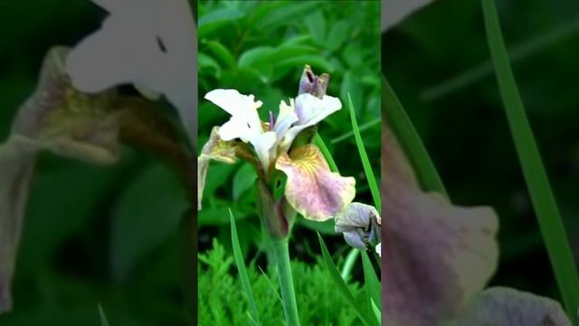 Ирис. Дмитрий Шлапак смотреть онлайн