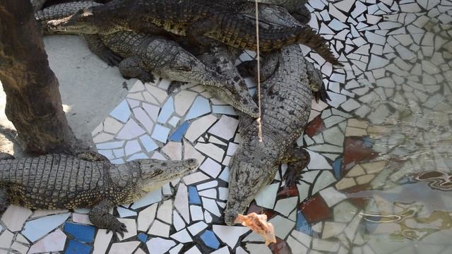 Миссисипский аллигатор в Голубицкой смотреть онлайн