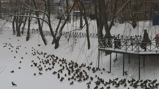 Уточки - зимовка (8.01.2025) смотреть онлайн