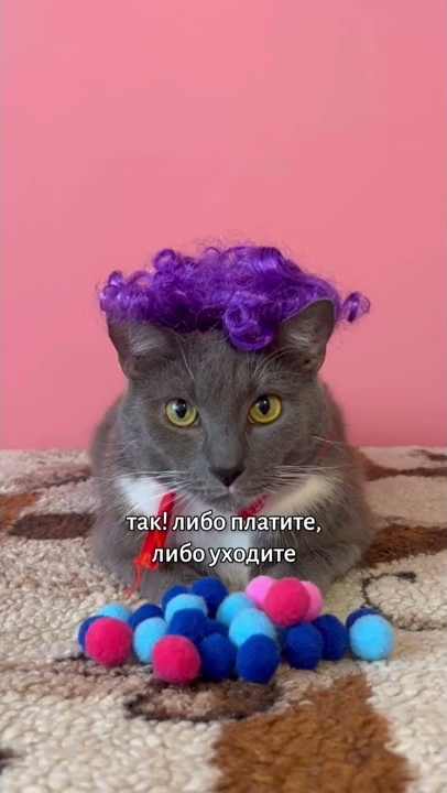 ЕСЛИ БЫ КОТИКИ ХОДИЛИ В МАГАЗИН смотреть онлайн