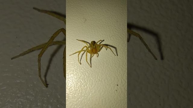 Неопределённый паук пострадал от паразитической осы смотреть онлайн