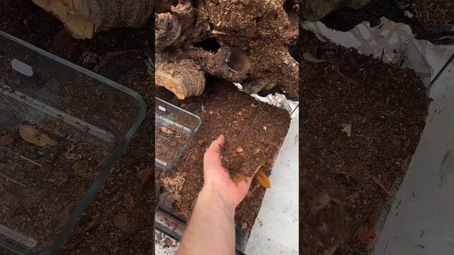 Bioactive milk frog enclosure смотреть онлайн
