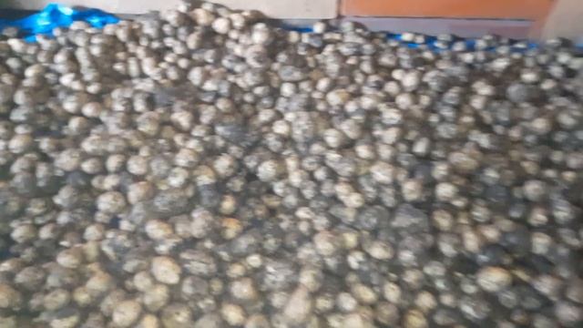 В гостях у дочи. Урожай картофеля.