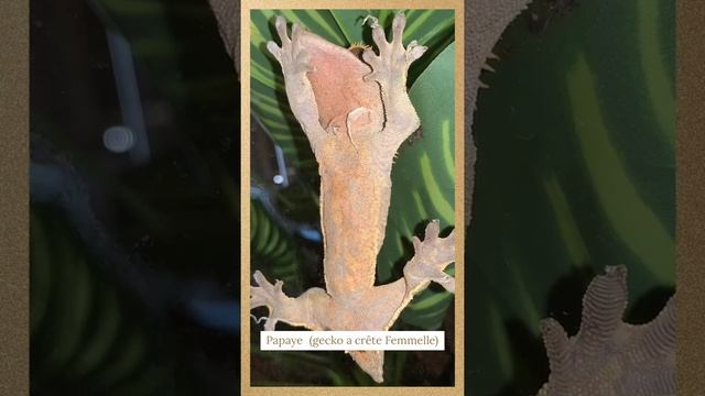 Présentation reptiles смотреть онлайн