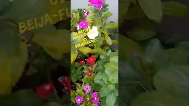 CULIARTEURA, SUAS FLORES E OS BEIJA-FLORES! смотреть онлайн