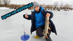 Щуки на жерлицы, первый раз столько поймал.