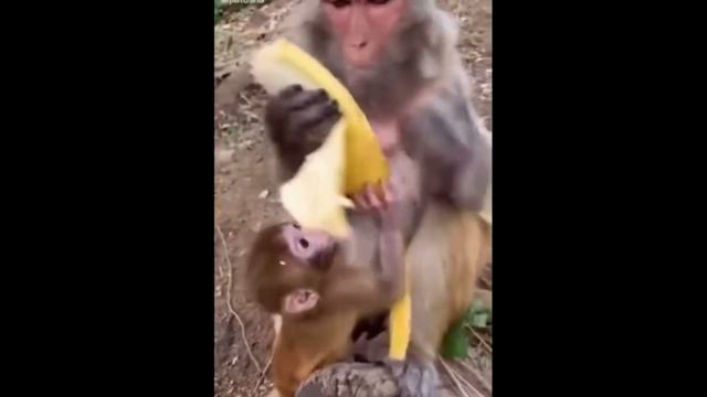 Смешные видео про животных для детей под веселые детские песни смотреть онлайн