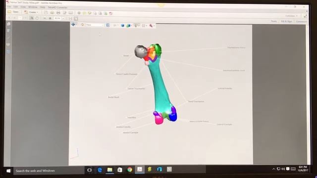 3D Atlas of the Canine Femur смотреть онлайн