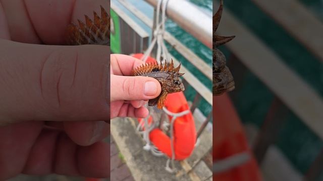 Поймал в Гонконге дракошу #рыбалкагонконг