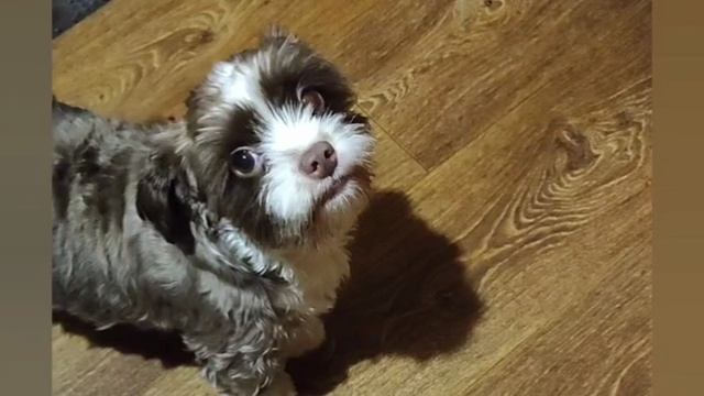 вечерний попрошайка 1000391311.mp4