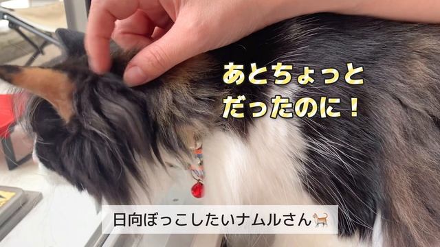 【Vlog】カフェ巡りをする営業OLの日常｜自炊を楽しむ一人暮らしの自炊記録🧸🌿✨【愛猫】 смотреть онлайн