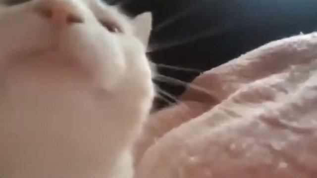 UncleBjorn - расстегайчики (с изюмом) ((мои)(твои)) смотреть онлайн