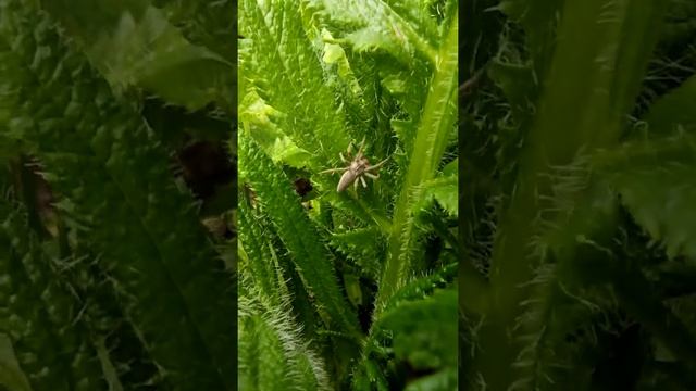 Пизаура удивительная. Паук охотится. (Pisaura mirabilis) смотреть онлайн