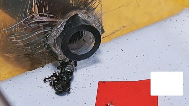 Смогут ли Муравьи поймать Муху? смотреть онлайн