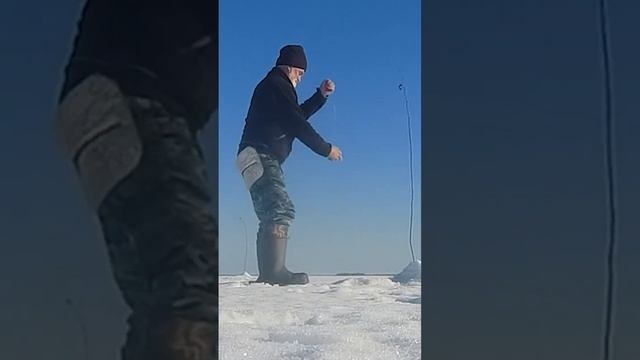 Рыбалка. Ловим щуку и судака в корягах старым дедовским способом. смотреть онлайн