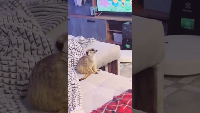 СУСЛИК смотреть онлайн