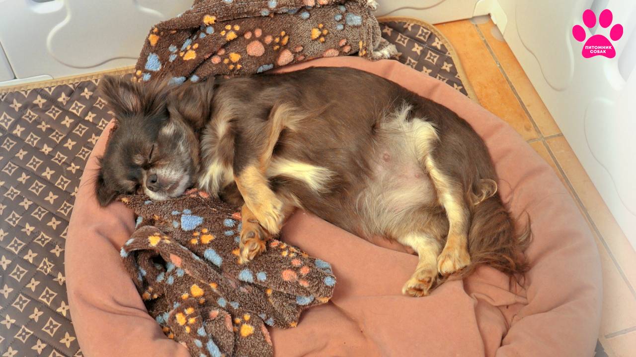 Собака не может родить уже 9 дней! смотреть онлайн