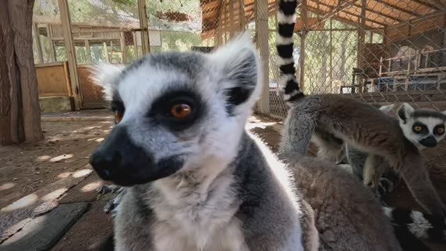 Зоопарк Анталия смотреть онлайн