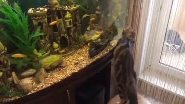 Кошачья рыбалка, приколы с котами смотреть онлайн