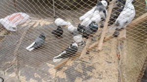 Федеральная выставка-ярмарка голубей. Голуби из Тамбова, Обояни, Вешенской на ярмарке в Воронеже.