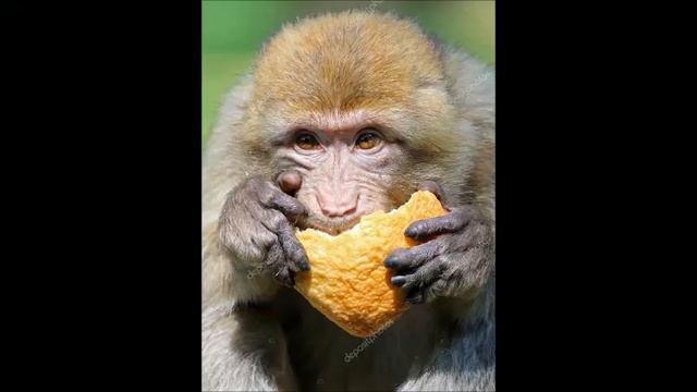 Обезьянка с кулебякой смотреть онлайн