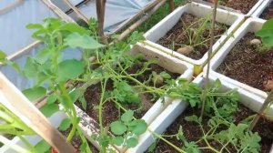 Овощи в Китае 1