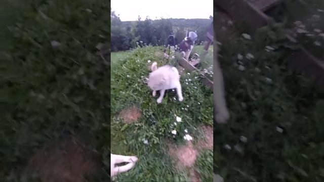 10 #хаски и гроза смотреть онлайн