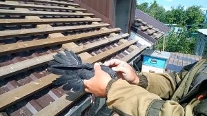 Николаевские голуби. Безкружная бабочка (Украина)