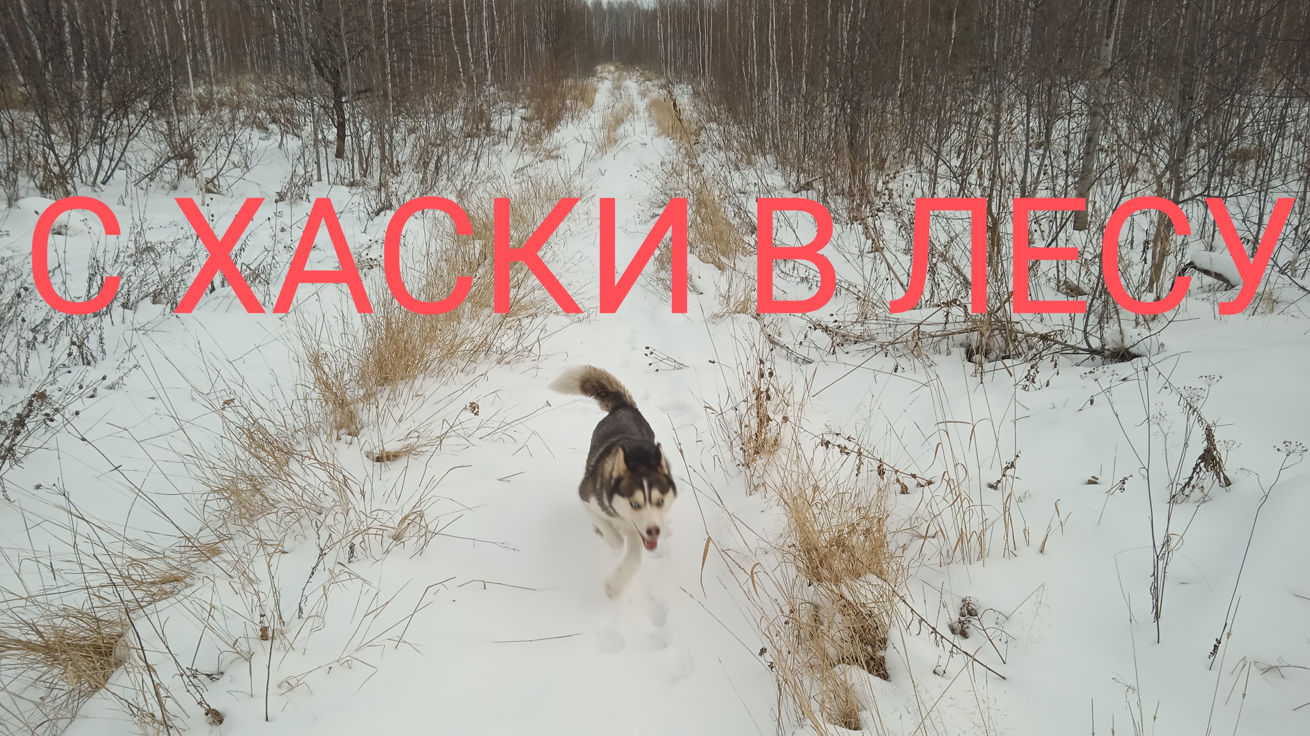 Только хаски и я в зимнем лесу смотреть онлайн