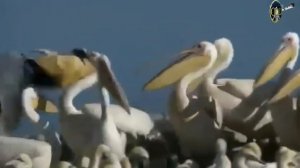 Пеликаны пожирают беспомощных птенцов чаек  Жестокая дикая природа. #Жесть