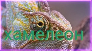 ⚡️Хамелеон_социальная адаптация. Унисекс