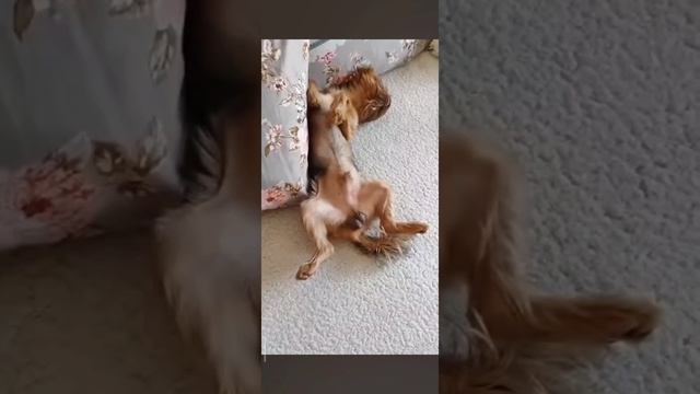 Лаки кайфует🥰 смотреть онлайн