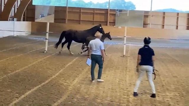 Zurya Bonaly (Ampere - Zephyr) and foal - 20 Zooey Deschanel (Sezuans Donnerhall) смотреть онлайн